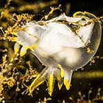 Polycera faeroensis
