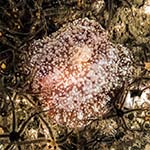 Pleurobranchus membranaceus