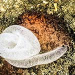 Pleurobranchus membranaceus