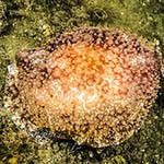 Pleurobranchus membranaceus