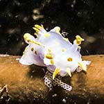 Polycera quadrilineata