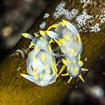 Polycera quadrilineata