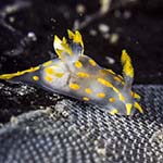 Polycera quadrilineata