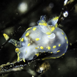 Polycera quadrilineata