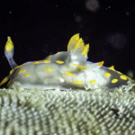 Polycera quadrilineata