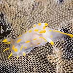 Polycera quadrilineata