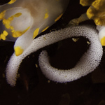 Polycera quadrilineata