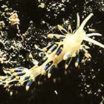 Cuthona caerulea