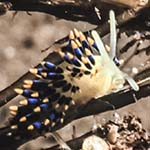Tenellia cuanensis