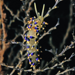 Tenellia cuanensis