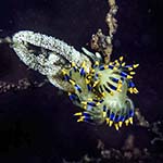 Tenellia cuanensis