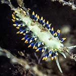 Tenellia cuanensis