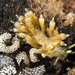 Tenellia foliata