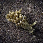 Tenellia foliata