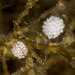 Tergipes
                      tergipes