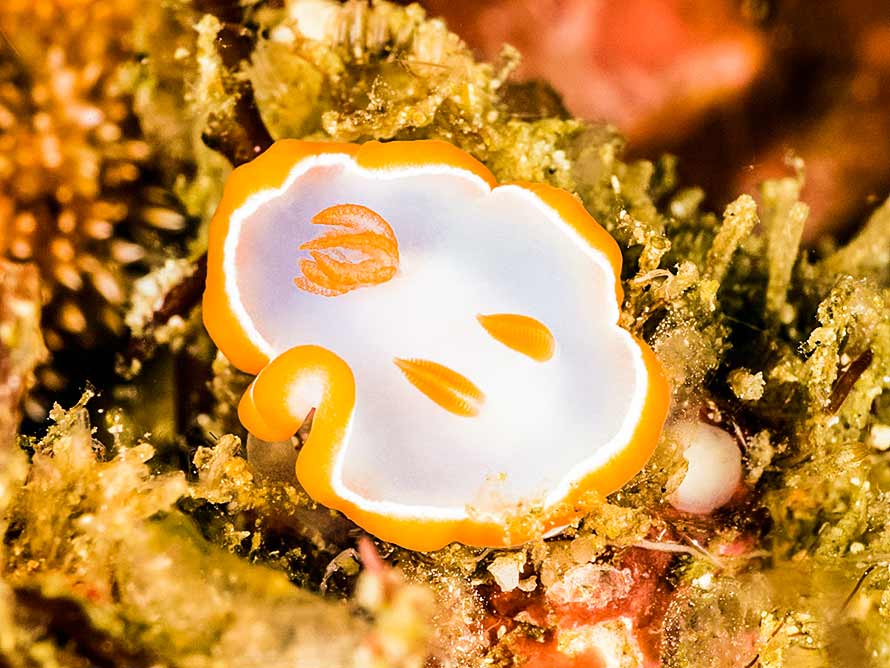 Ardeadoris averni