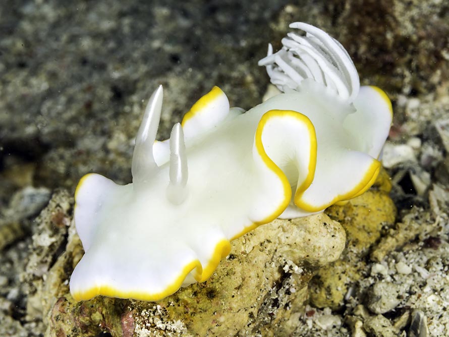 Ardeadoris egretta