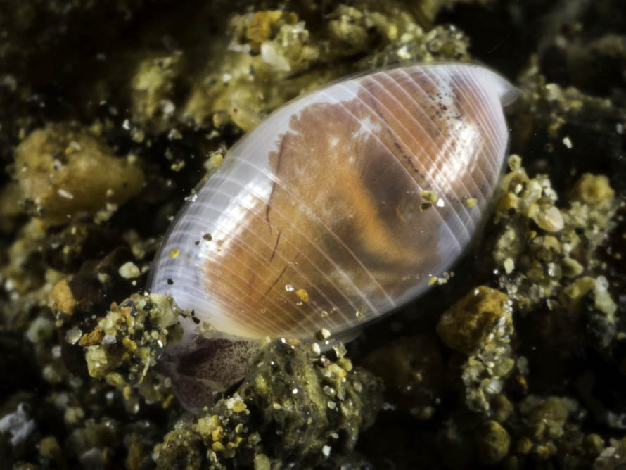 Atys sp. 9