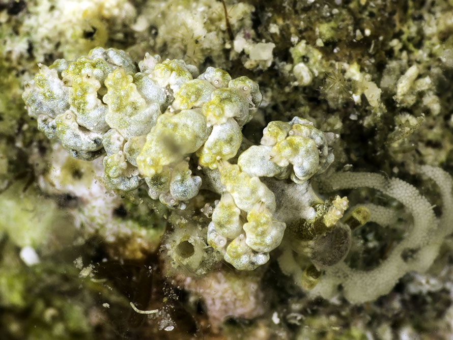 Baeolidia variabilis
