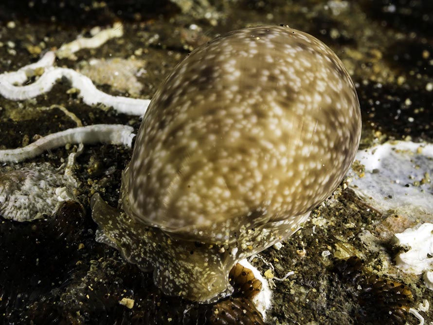 Bulla ampulla