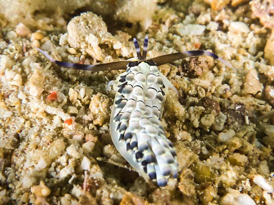 Cerberilla affinis 01