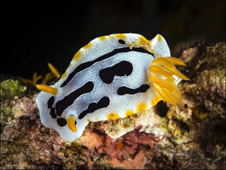 Chromodoris dianae