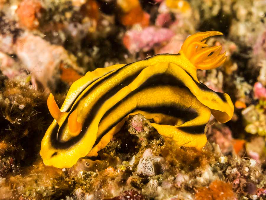 Chromodoris joshi