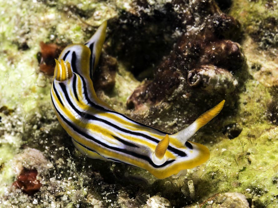 Chromodoris cf strigata