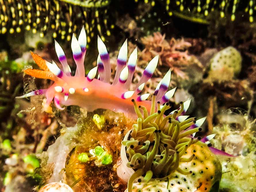 Coryphellina exoptata