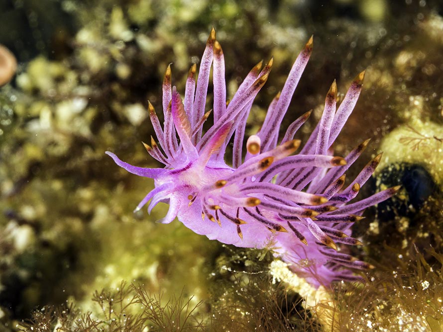 Coryphellina lotos