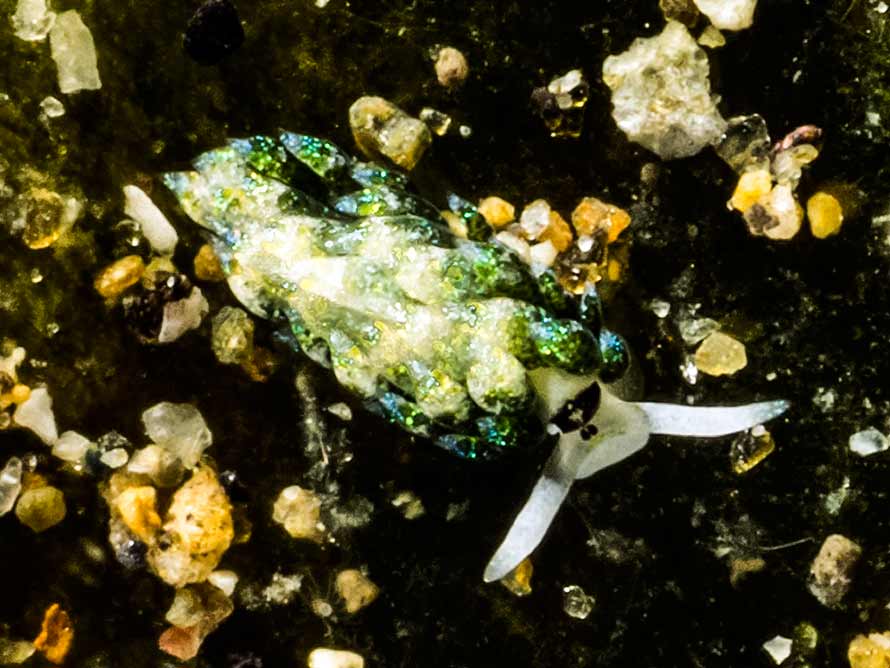 Costasiella sp. 1