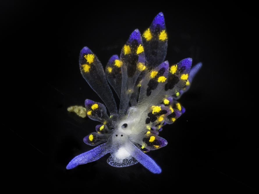 Costasiella sp. D