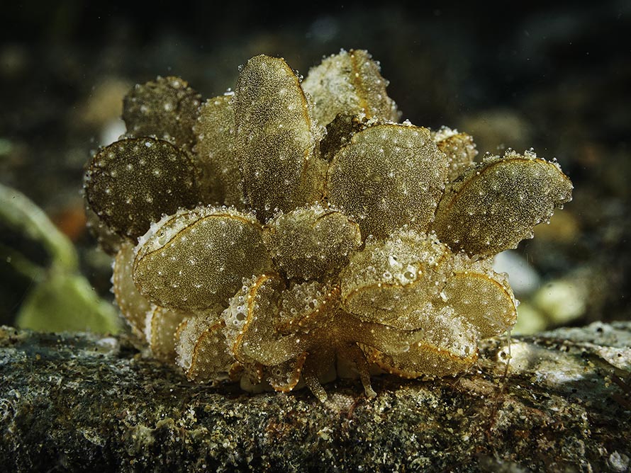 Cyerce pavonina