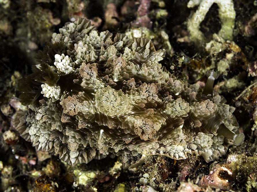Dendrodoris tuberculosa
