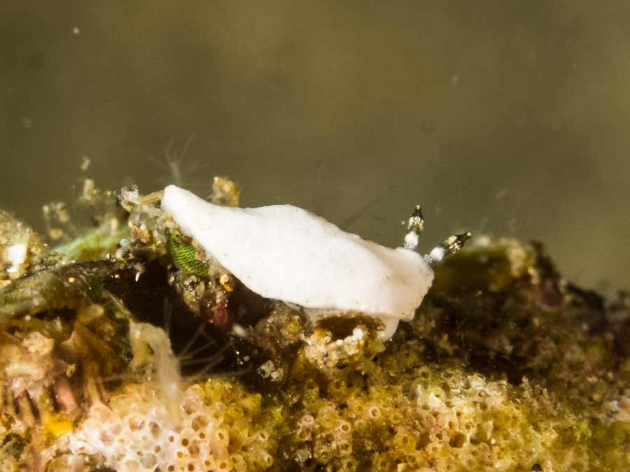 Dermatobranchus albus