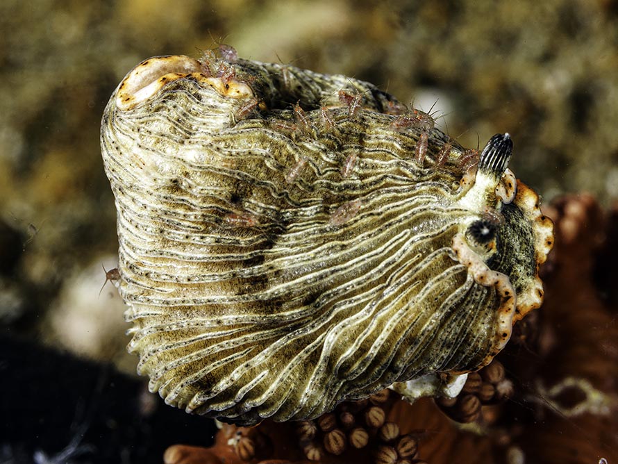 Dermatobranchus dendronephthyphagus