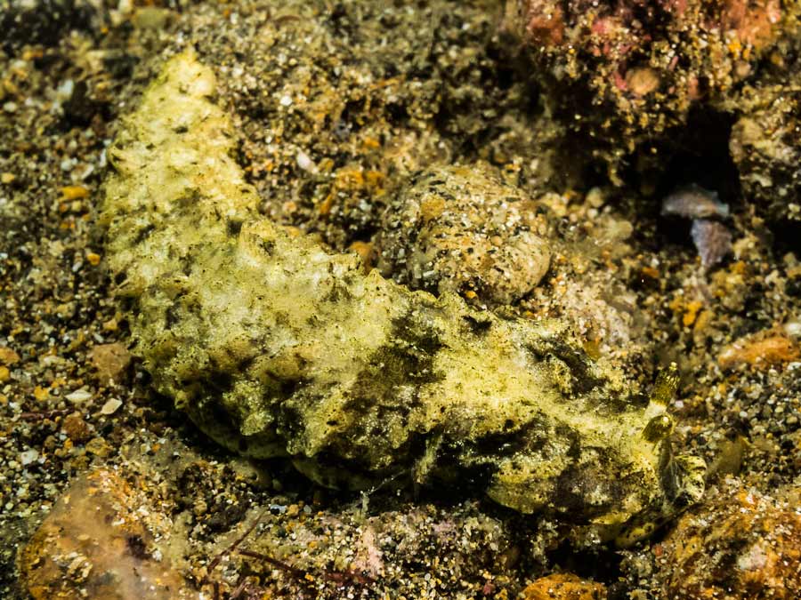 Dermatobranchus sp. 2