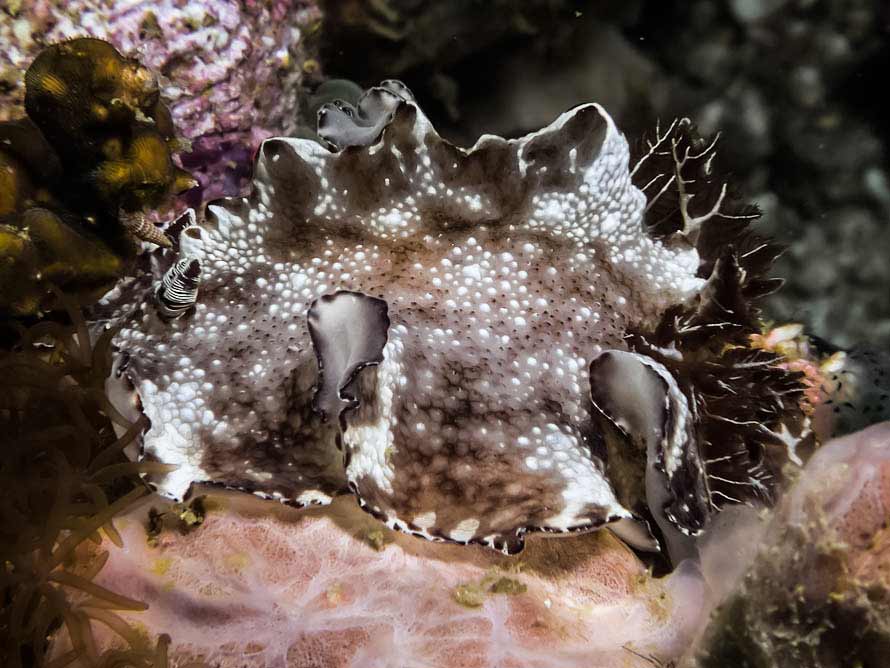 Discodoris boholensis Bergh, 1877