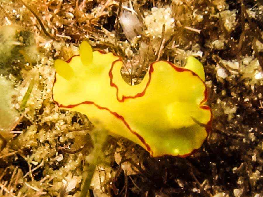 Diversidoris flava