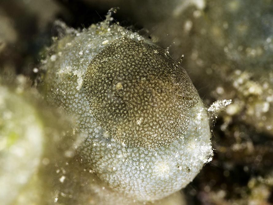 Doridomorpha gardineri