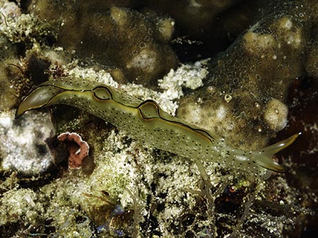 Elysia marginata