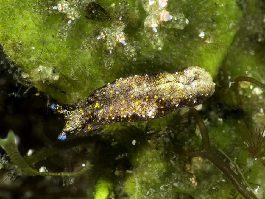 Elysia sp. 12