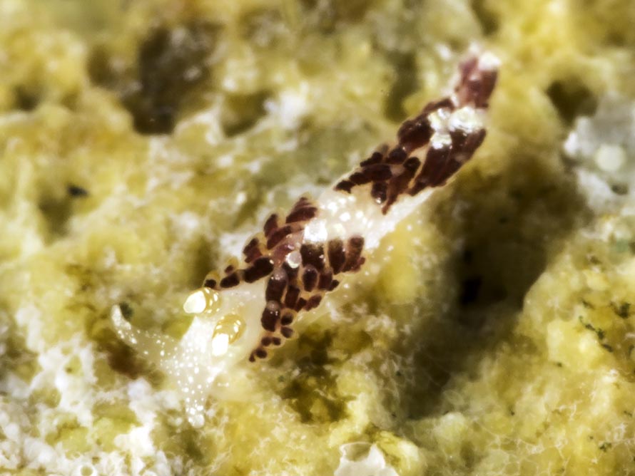 Facelina sp. 3