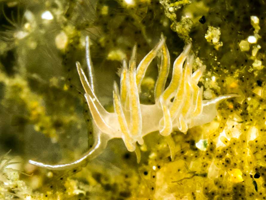 Facelina sp. 9