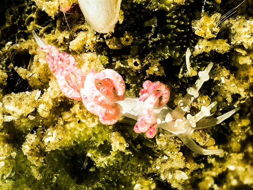 Favorinus japonicus