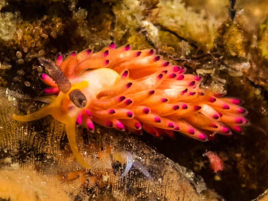 Favorinus sp. 1
