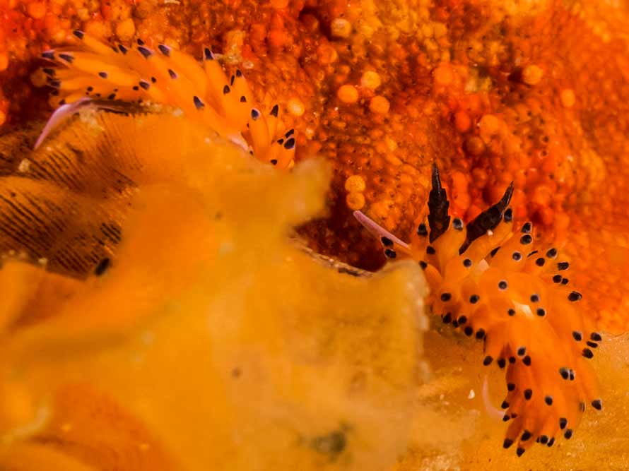 Favorinus tsuruganus