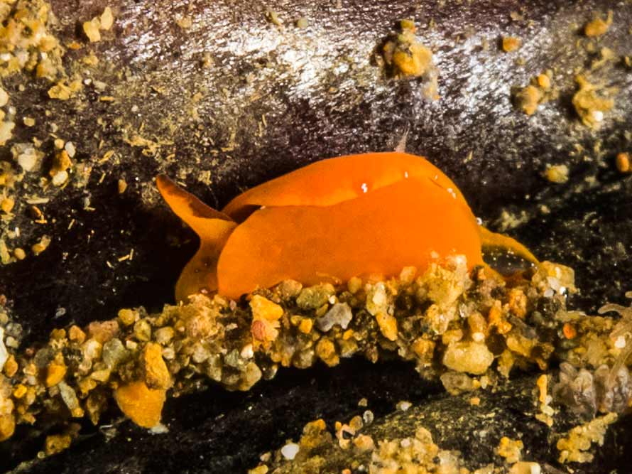 Gastropteron sp. 1