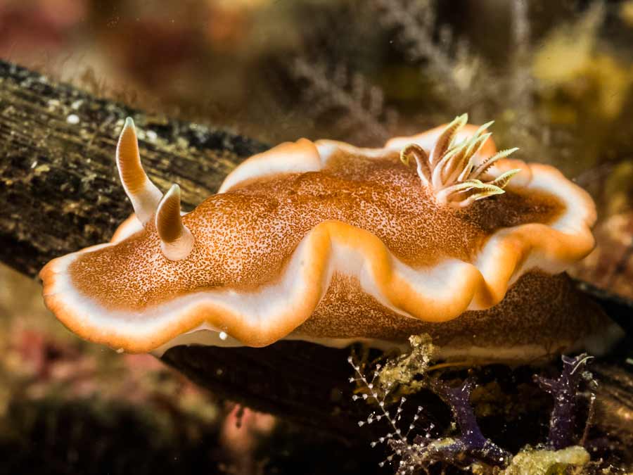 Glossodoris rufomarginata