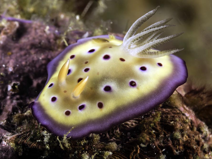 Goniobranchus kunei